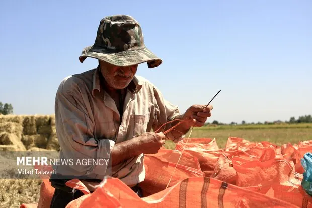 «برنج»زیر رنجِ سنگین واردات/همت دولت برای ترمیم اقتصادی کشاورزان 