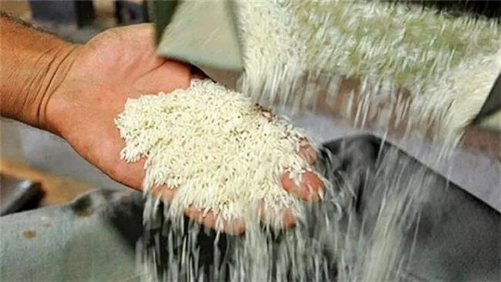 «برنج»زیر رنجِ سنگین واردات/همت دولت برای ترمیم اقتصادی کشاورزان 